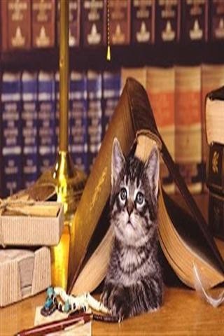 可爱猫找茬